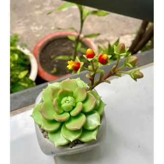 Sen đá đất sét có hoa chậu sứ cao 15cm