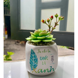 Sen đá đất sét có hoa chậu sứ cao 15cm
