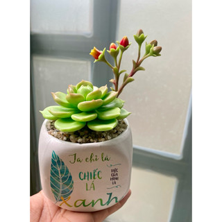 Sen đá đất sét có hoa chậu sứ cao 15cm