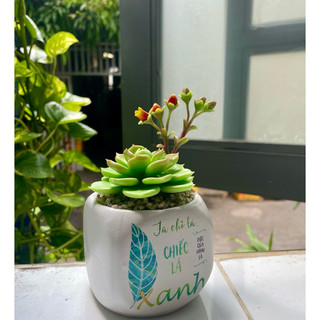 Sen đá đất sét có hoa chậu sứ cao 15cm