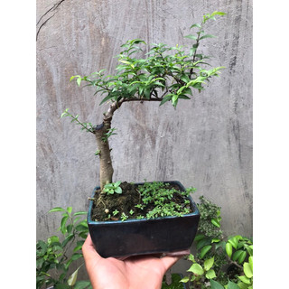 cây mai chiếu thủy bonsai mini để bàn