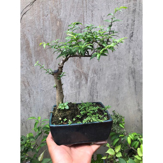 Cây mai chiếu thủy bonsai mini để bàn