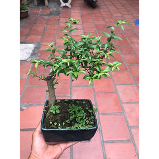 cây mai chiếu thủy bonsai mini để bàn