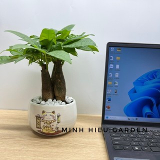 Cây kim ngân 3 gốc chậu sứ tròn, kim ngân tam lộc để bàn làm việc