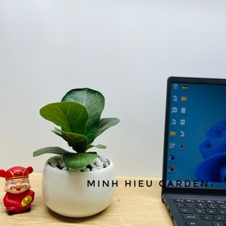 Cây bàng singapore trang trí nội thất