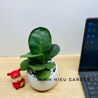 Cây bàng singapore trang trí nội thất