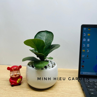 Cây bàng singapore trang trí nội thất