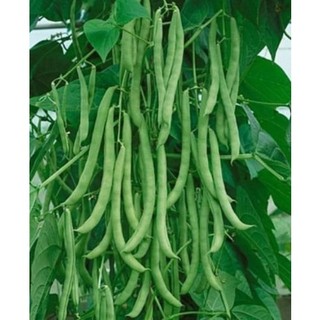 Hạt Giống Đậu Cove Leo Hạt Đen ( 50gram/gói )