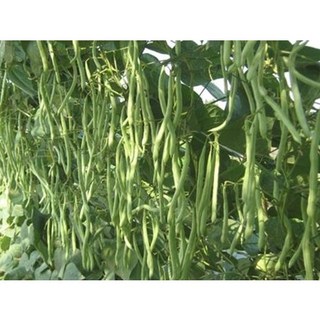Hạt Giống Đậu Cove Leo Hạt Đen ( 50gram/gói )