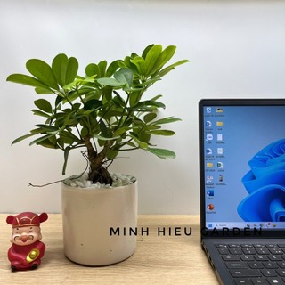 Cây ngũ gia bì 1 gốc trang trí nội thất