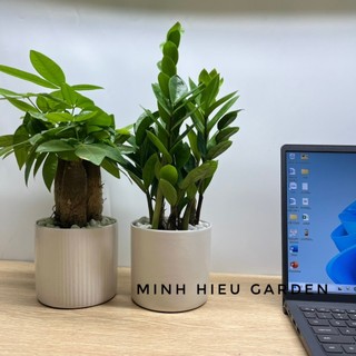 Combo cây kim ngân ba gốc kim tiền chậu sứ