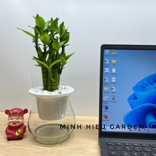 Cây phát tài, phát lộc thủy sinh dễ chăm sóc
