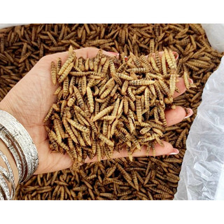Sâu canxi sấy khô - thức ăn dinh dưỡng cho gà, chim, hamster , sóc, nhím