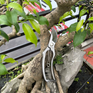 Combo 2 cây kéo cắt, tỉa bonsai nhật bản làm từ thép trắng đúc nguyên khối không gỉ 250gr- NCH Garden Store