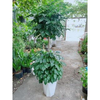 Chậu cây hạnh phúc 2 tầng