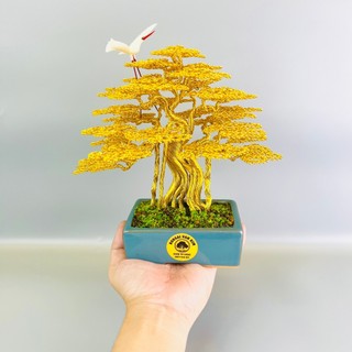 Cây bonsai để bàn; bonsai lucky trees