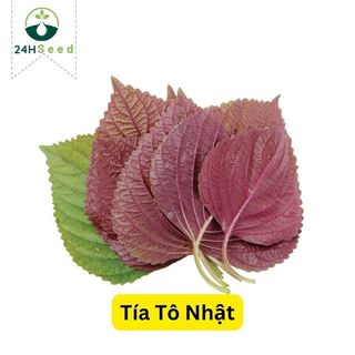 Hạt giống tía tô Nhật dễ trồng 24HSeed
