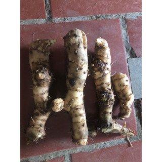 1kg củ cát lồi ( mía dò ) tươi- cây xanh