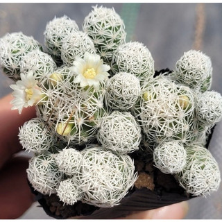 Xương rồng Trứng Chim