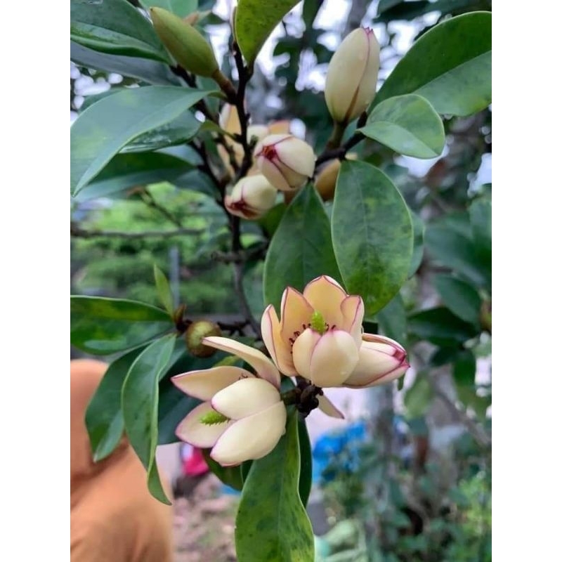 Cây giống hoa lan tiêu
