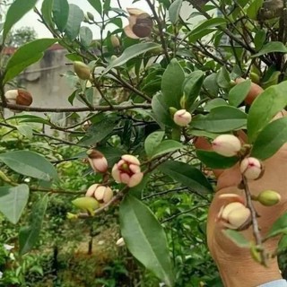 Cây giống hoa lan tiêu