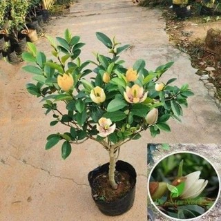 Cây giống hoa lan tiêu