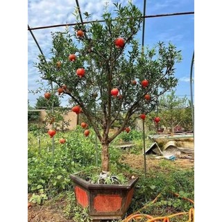 CÂY GIỐNG LỰU ĐỎ ẤN ĐỘ