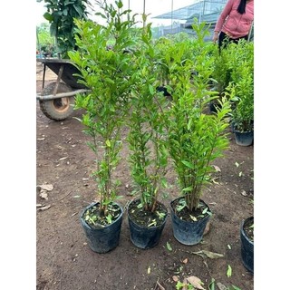 CÂY GIỐNG LỰU ĐỎ ẤN ĐỘ