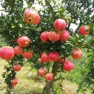 CÂY GIỐNG LỰU ĐỎ ẤN ĐỘ