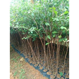 Cây giống bàng đài loan cây cao 30 40 cm