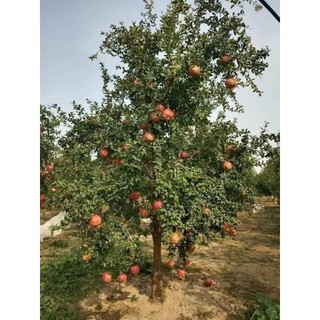 CÂY GIỐNG LỰU ĐỎ ẤN ĐỘ