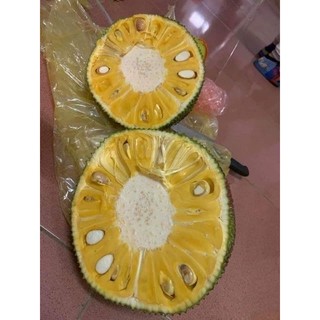Cây giống mít ta dai siêu ngọt