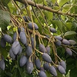 Com bo 5 cây trám đen nếp lùn siêu quả