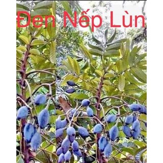 Com bo 5 cây trám đen nếp lùn siêu quả