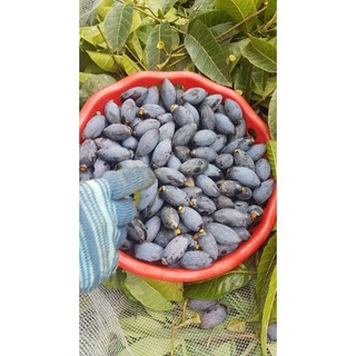 Com bo 5 cây trám đen nếp lùn siêu quả