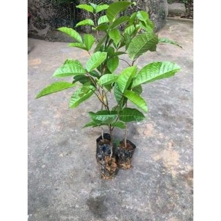 Com bo 5 cây trám đen nếp lùn siêu quả