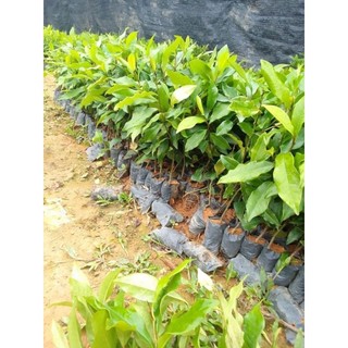 Cây giống hoa lan tiêu
