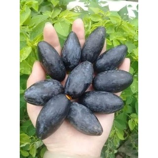 Com bo 5 cây trám đen nếp lùn siêu quả