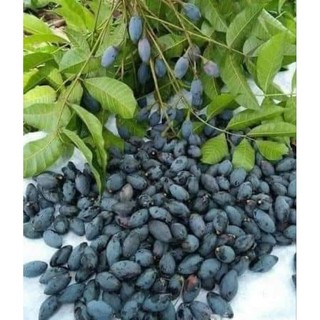 Com bo 5 cây trám đen nếp lùn siêu quả