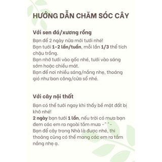 Sen đá cỡ trung (8-11 cm)