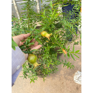 Cây lựu đỏ ấn độ sẵn hoa và quả ( đã bật hoả tốch