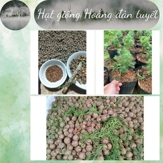 Hạt giống hoàng đàn tuyết lạng sơn chuẩn giống hoàng đàn đỏ nguồn gốc vạn linh, chi lăng, lạng sơn