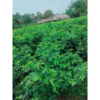 CÂY RAU NGÓT TA ( CHUẨN CÂY LÁ DÀY)