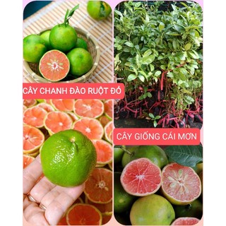 CÂY CHANH ĐÀO RUỘT ĐỎ , VỎ MỎNG , RẤT THƠM ( TRÁI ĐỂ LÀM GIA VỊ HOẶC NGÂM MẬT UỐNG )