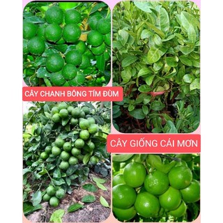 CÂY CHANH BÔNG TÍM ĐÙM TỨ QUÝ SIÊU TRÁI ( CHANH TÀU )