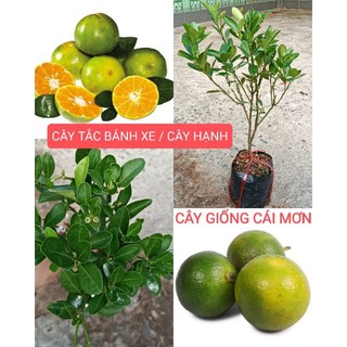 CÂY GIỐNG TẮC BÁNH XE / CÂY QUẤT / HẠNH ( CÂY CHIẾT CÀNH )