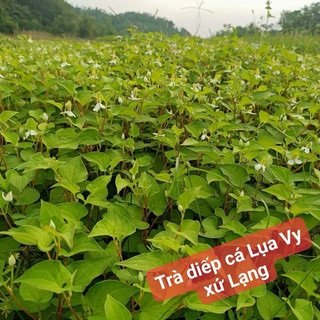 Combo 2 túi Trà Diếp Cá Lụa Vy túi 40 góii