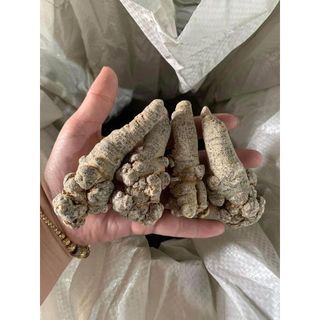 Củ tam thất bắc , tam thất rừng 1kg