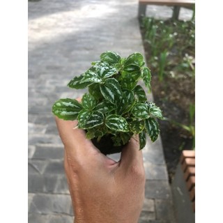Cây hổ nhĩ trắng, gấm sọc dưa Piela Cadierei aluminum cây để bàn,chơi terrarium