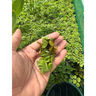 Bèo Tai Chuột - 20 cây